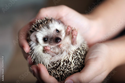 Cuadros en Lienzo Cute african hedgehog on baby palms