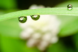 Fototapeta Łazienka - water drops on green grass after rain fall