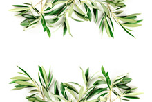 A Photo Of A Frame Of Olive Tree Branches And Leaves With Copy Space, Shot From Above On A White Background With A Place For Text, Organic Banner