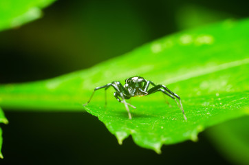 Wall Mural - spider in nature