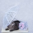 Wedding bouquet and kitty under  an umbrella