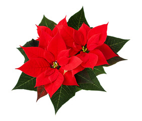closeup of red christmas poinsettia flowers