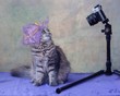 Pretty siberian kitty - photomodel
