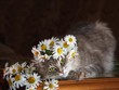 Portrait of a young cat in a wreath of daisies