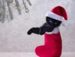 Little black kitten in  Santa claus  bag of gifts