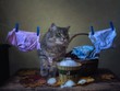 Young gray kitty busy washing clothes