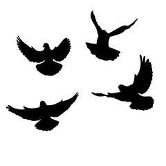 Wall Mural - isolated set of flying birds silhouettes