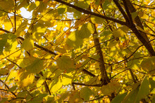 Backlit Colorful Yellow Autumn Leaves