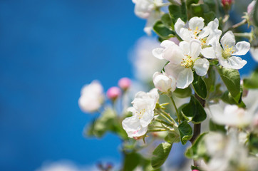 apple blossoms in spring on white background