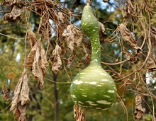 Close Up Of A Branch With A Big Green Bottle Gourd (Lagenaria Siceraria). Front View