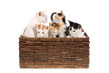 Five Cute, Two Months Old Calico Kittens In A Wicker Basket, Isolated On White. Curious Baby Cat Siblings, Looking In Different Directions