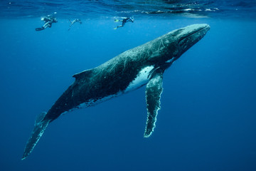 humpback whale, tonga