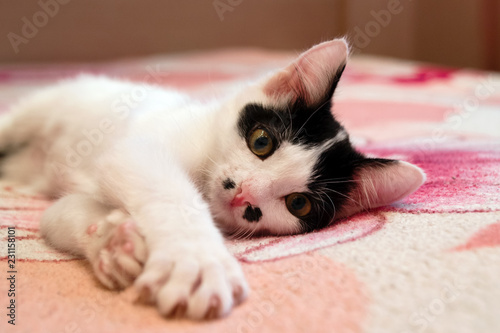 Adorable Long Haired Black And White Kitten Lying On A Bed Buy
