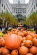 Halloween New York Pumpkins