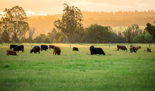 Australian Cattle Farm In Victoria, Australia