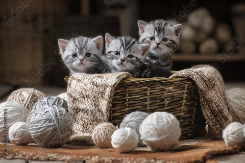 Photographie Small striped kitten in the old basket
