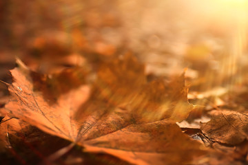 autumn leaves rays of sun background / sunny autumn day background, beautiful autumn leaves in sunlight