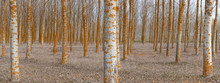 Rows Of Bare Trees In Woods