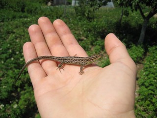 little lizard