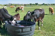 Close Up Of Cows Drinking At Trough In Pasture On A Bright Sunny Day.