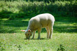 Lamb grazing in field
