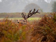 Red Deer Stag in morning light