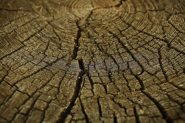 texture background tree cut annual rings