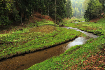 Wall Mural - FOREST