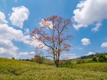 Tree With Red Flowers On Green Meadow And Blue Sky In The Near Of San Gil, Colombia
