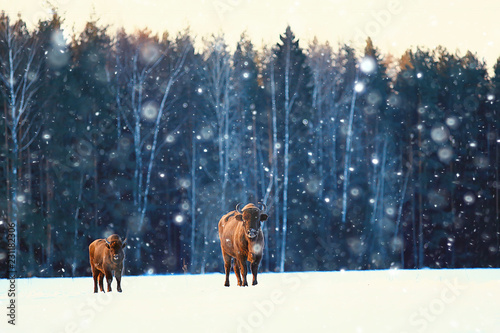Fotografie, Obraz Aurochs bison in nature / winter season, bison in a snowy field, a large bull bu