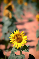 Wall Mural - GIRASOL SOLITARIO EN CAMPOS DE CASTILLA EN VERANO