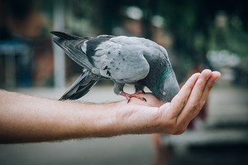 Young man feeding pigeons in city park