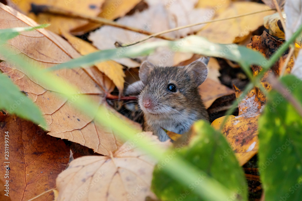 Striped field mouse sitting on ground in grass and foliage. Cute