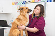 © herraez - veterinary doctor using stethoscope for cute dog examination