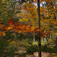 Wall Mural - Autumn foliage in Minnewaska State Park Preserve in New York