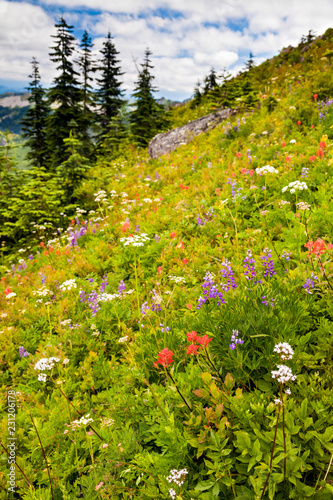 Fotografie, Obraz Beautiful wildflowers blooming along the hillside in Washington state, USA