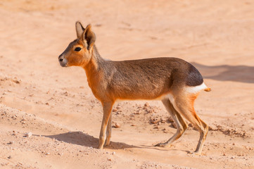 the patagonian mara (dolichotis patagonum) oasis lagoon al qudra lakes in the desert in the united a