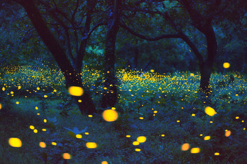 Wall Mural - Bokeh light of firefly in forest