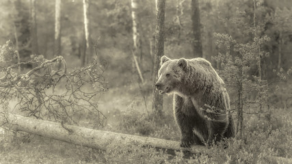 Wall Mural - black and white image of a brown bear standing on a tree trunk