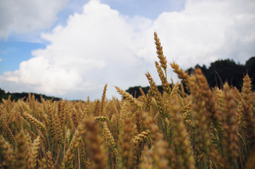 Gold wheat field and blue sky