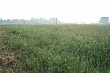 green wheat field and sunny day