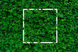 © godji10 - Mentha mint, green wall texture with white border