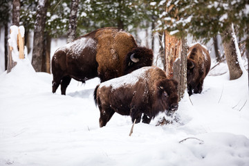 american bison or buffalo resting in a snow storm in north quebec canada.