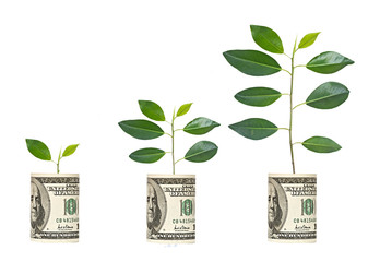 Wall Mural -  saplings growing from dollar bill