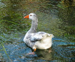 Goose swimming in the river water with a nice reflection and ripples in the water