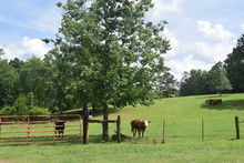 Cows In A Field Far Away