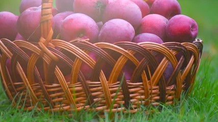 Poster - Apples in a basket outdoor. Ripe organic red apple fruits in autumn orchard. Harvesting concept. Slow motion 4K UHD video footage. 3840X2160