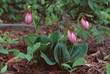 Pink Moccasin - Pink Lady Slipper Wildflower (Cypripedium Acaule)