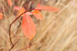 orange leaves against yellow grass background