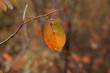 Multicolored leaf on twig